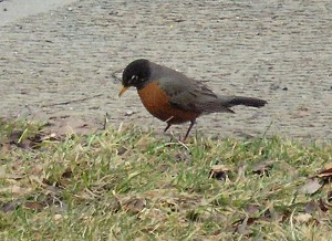 robin1
